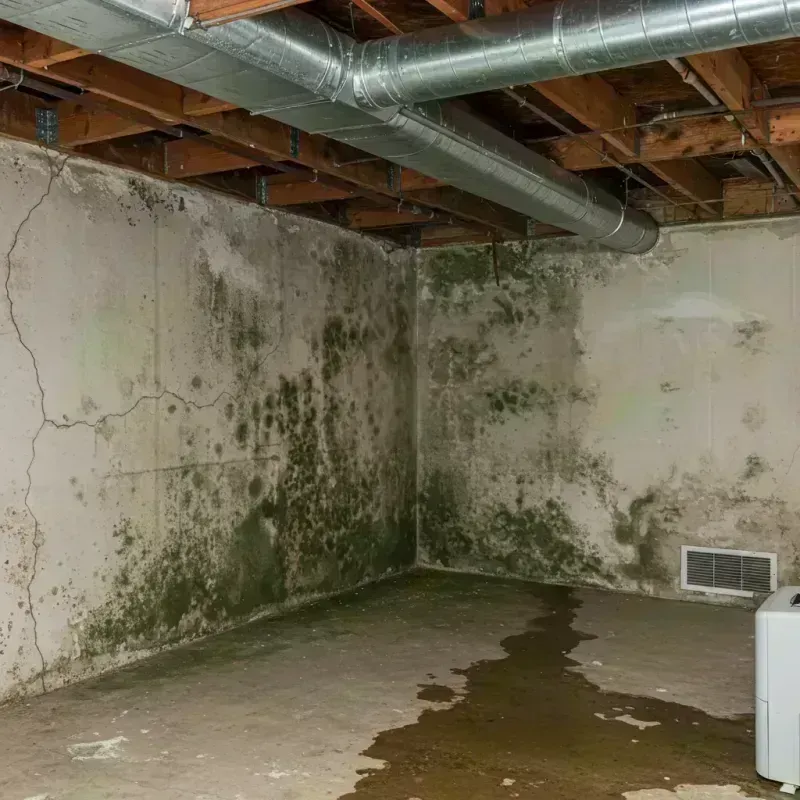 Professional Mold Removal in Arizona City, AZ